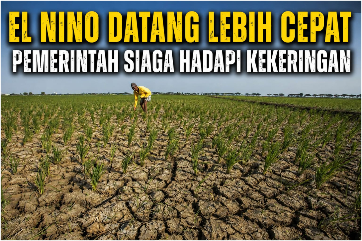 Pemerintah bergerak cepat mengantisipasi dampak fenomena El Nino yang diprediksi datang lebih awal pada 2026. FOTO ILUSTRASI