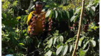 Kemarau panjang membuat sumber air menyusut dan tanaman kopi di Temanggung mengalami stres air moderat. (Foto _ Istimewa) Kemarau panjang membuat sumber air menyusut dan tanaman kopi di Temanggung mengalami stres air moderat. Foto Istimewa