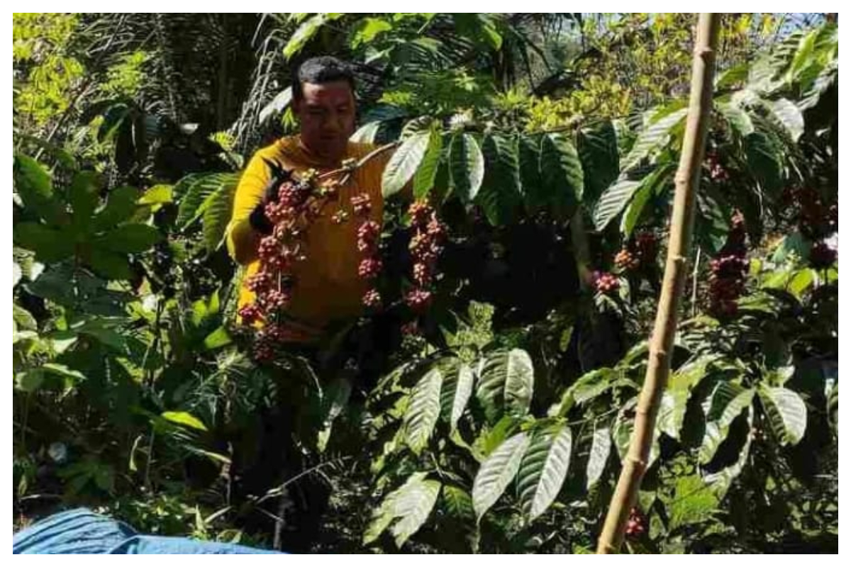 Kemarau panjang membuat sumber air menyusut dan tanaman kopi di Temanggung mengalami stres air moderat. Foto Istimewa