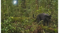 Seekor macan kumbang masuk ke permukiman warga di Dukuh Ngasinan Desa Gunungsari Kecamatan Bawang Kabupaten Batang Rabu 12 8 2026 . Foto Ilustrasi