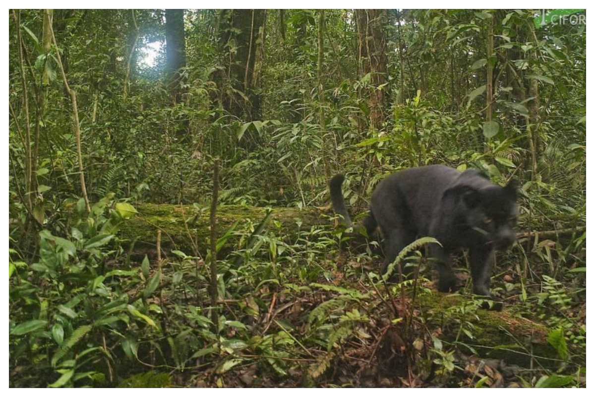 Seekor macan kumbang masuk ke permukiman warga di Dukuh Ngasinan Desa Gunungsari Kecamatan Bawang Kabupaten Batang Rabu 12 8 2026 . Foto Ilustrasi