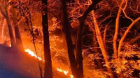 BBKSDA Jawa Timur menutup wisata mulai 4 September 2026 demi keselamatan. Karhutla memasuki jalur pendakian Kawah Ijen.